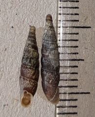 Macrogastra plicatula