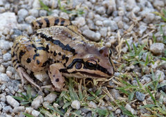 Leptodactylus mystacinus