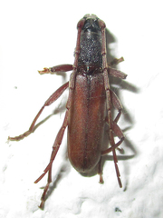 Margites deroliformis