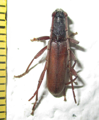 Margites deroliformis