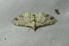 Chloroclystis sphragitis