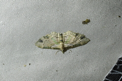 Chloroclystis sphragitis