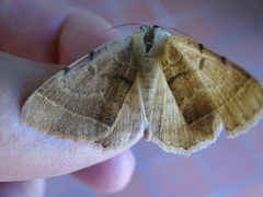 Hypopyra carneotincta