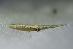 Chloroclystis sphragitis