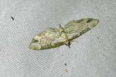 Chloroclystis sphragitis