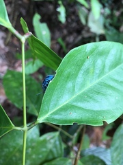 Trichochrysea