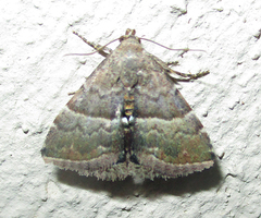 Eublemma bolinia