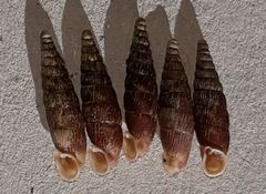 Macrogastra plicatula