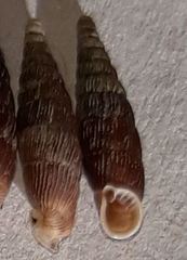 Macrogastra plicatula