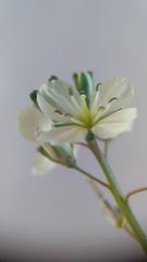 Heliophila acuminata