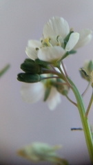 Heliophila acuminata