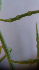 Heliophila acuminata