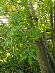 Sorbus commixta