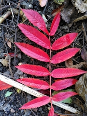 Sorbus commixta
