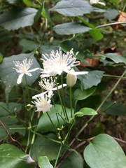 Clematis