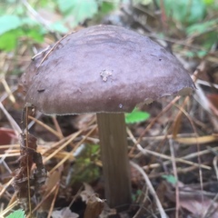 Pluteus cervinus
