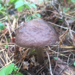 Pluteus cervinus