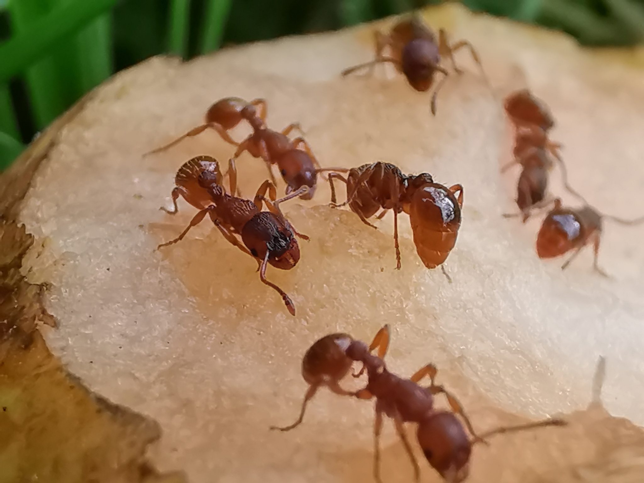 Myrmica ruginodis