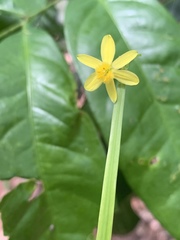 Tricoryne anceps