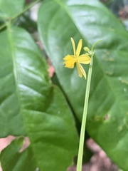 Tricoryne anceps