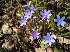 Hepatica nobilis