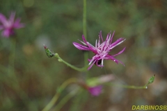 Crupina crupinastrum