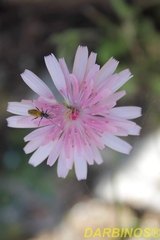Crepis rubra