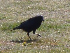 Corvus corone