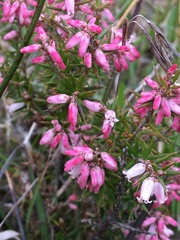 Epacris impressa