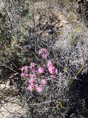 Calytrix alpestris