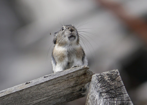 Collared Pika