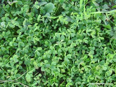 Trifolium cherleri