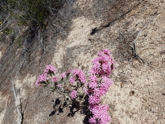 Calytrix alpestris