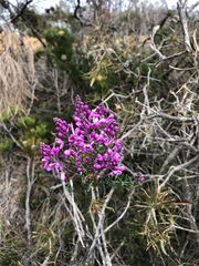 Comesperma ericinum