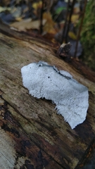 Fungi