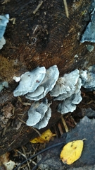 Fungi