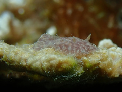 Asteronotus mimeticus