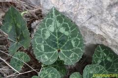 Cyclamen graecum