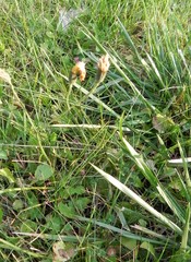 Scorzoneroides autumnalis