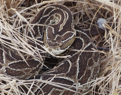 Bothrops alternatus