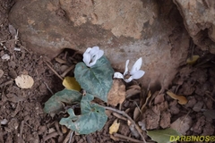 Cyclamen creticum