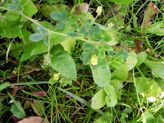 Medicago lupulina