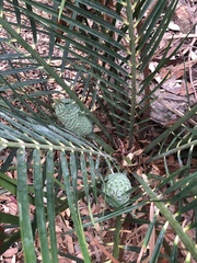 Macrozamia communis