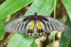 Troides helena cerberus