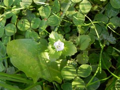 Veronica persica