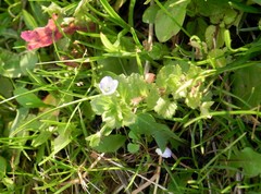 Veronica persica