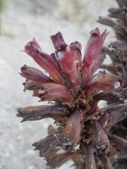 Aphyllon weberbaueri