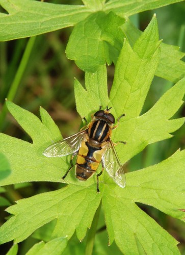 Woolly-tailed Marsh Fly