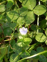 Veronica persica