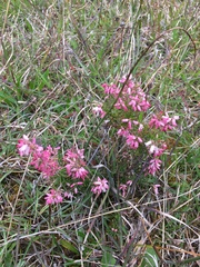 Epacris impressa